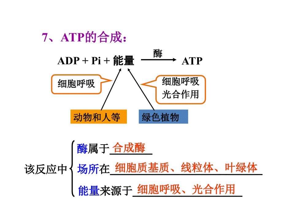 生物4.1ATP和酶课件苏教版必修1_第5页