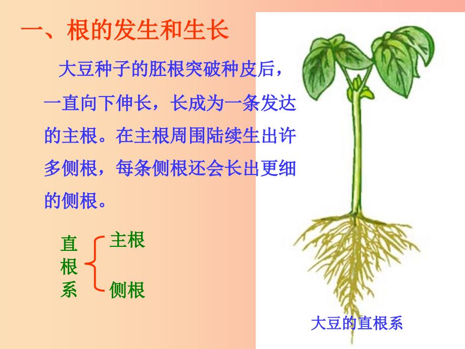 七年级生物上册 3.6.2《营养器官的生长》课件1 （新版）北师大版.ppt_第3页