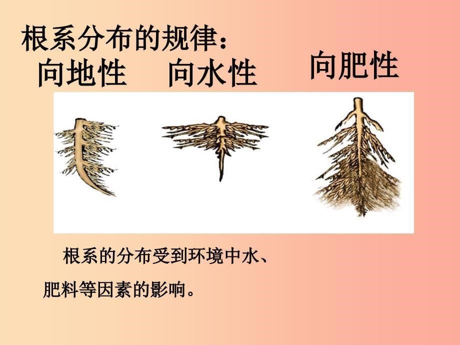 七年级生物上册 3.6.2《营养器官的生长》课件1 （新版）北师大版.ppt_第5页