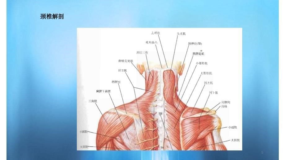 颈椎病的防治科普简单易懂_第5页