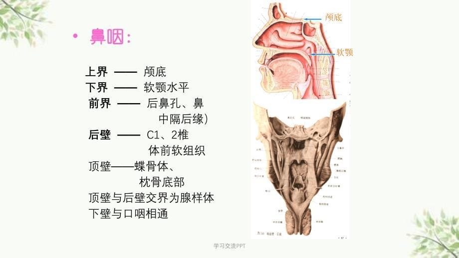 咽喉+颈部见习ppt课件_第5页