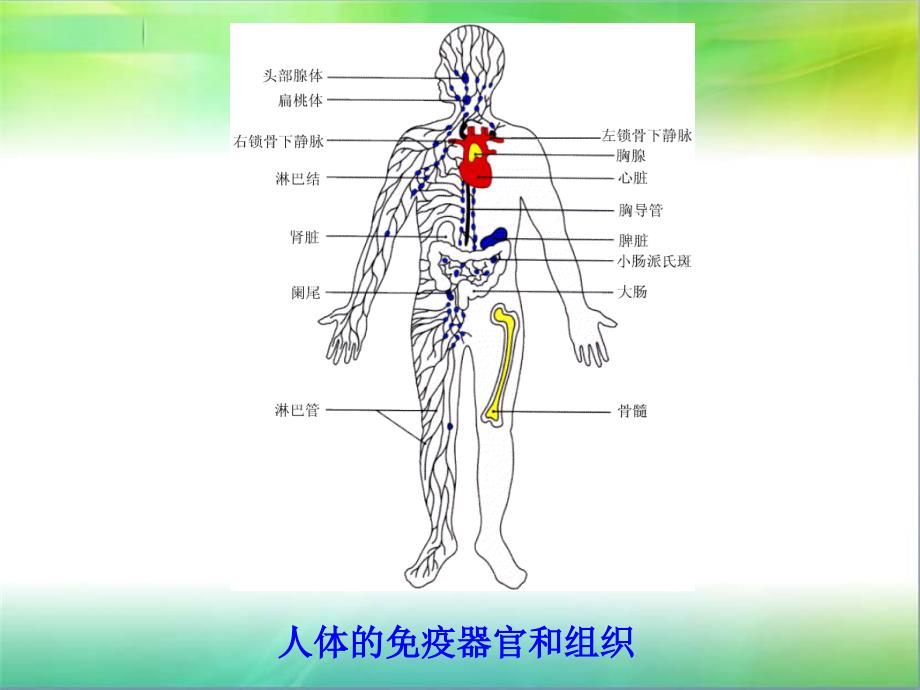 医学免疫学：第2章 免疫器官和组织_第4页