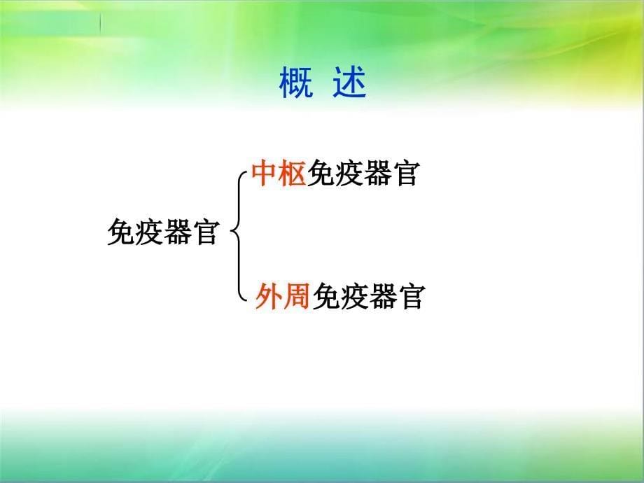 医学免疫学：第2章 免疫器官和组织_第5页