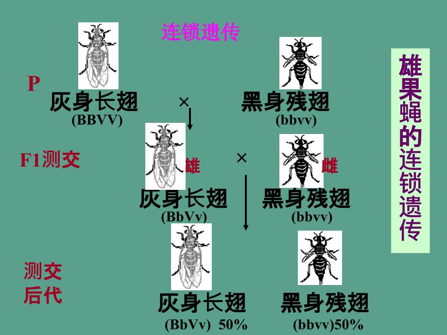 连锁与互换规律ppt课件_第4页