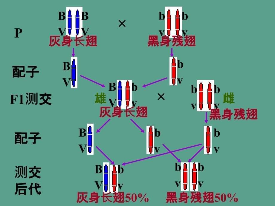 连锁与互换规律ppt课件_第5页