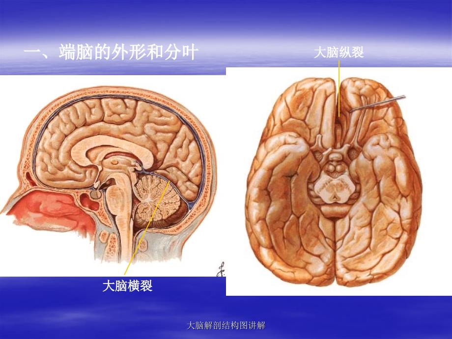 大脑解剖结构图讲解_第3页