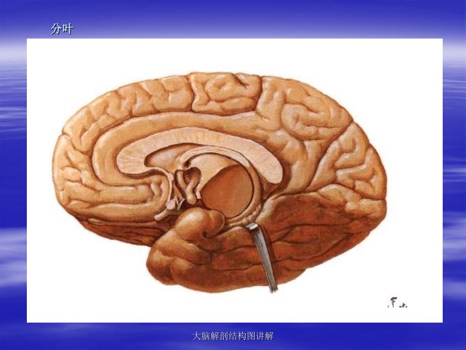 大脑解剖结构图讲解_第4页