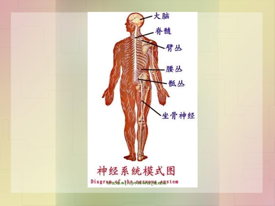 法医临床二外周神经[整理版课件_第4页