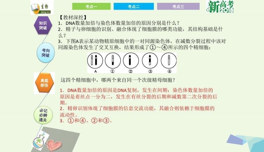 全国卷地区专用高考生物总复习第四单元细胞的生命历程第2讲减数分裂和受精作用课件0731316_第5页