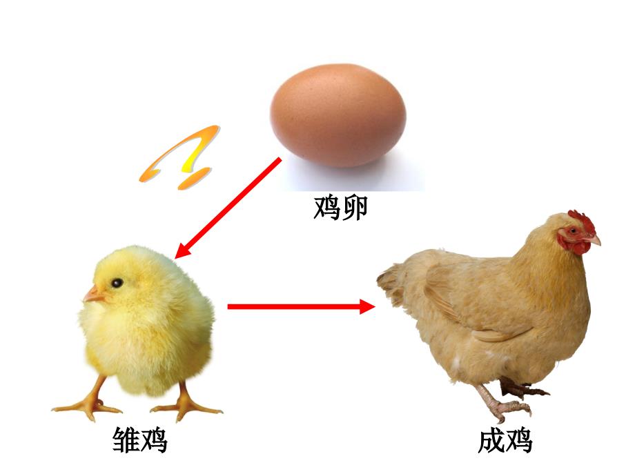 苏科课标版初中生物八年级上册第七单元第二十章第2节动物的发育_第2页