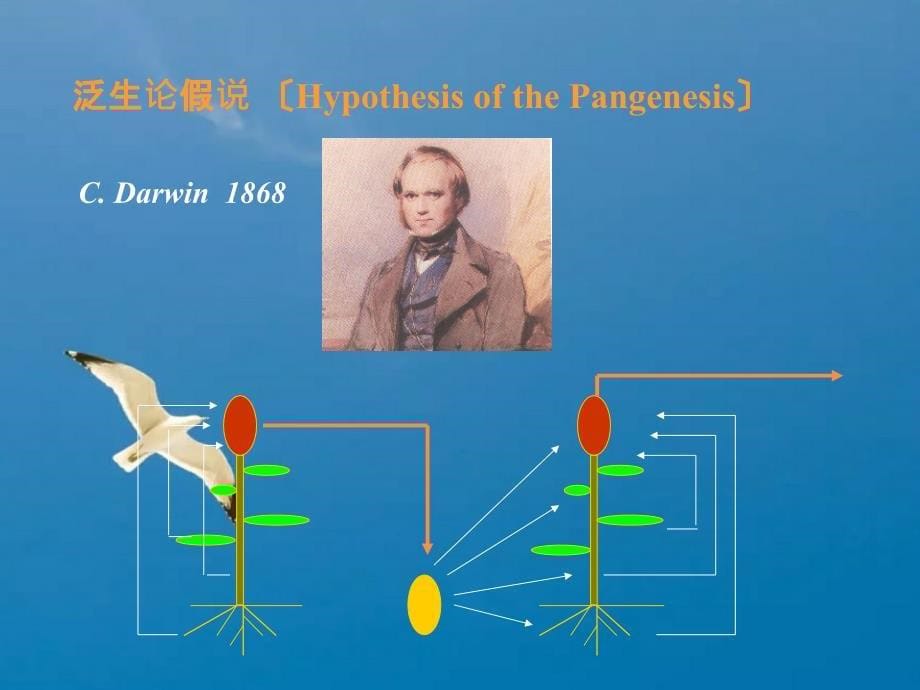 核酸与基因ppt课件_第5页