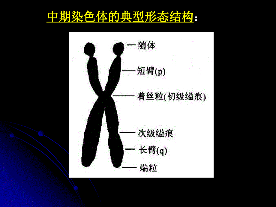 正常人非显带染色体的核型分析_第4页