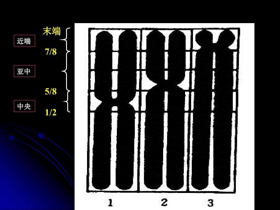 正常人非显带染色体的核型分析_第5页