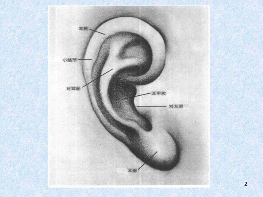耳朵和头部结构画法PPT优秀课件_第2页