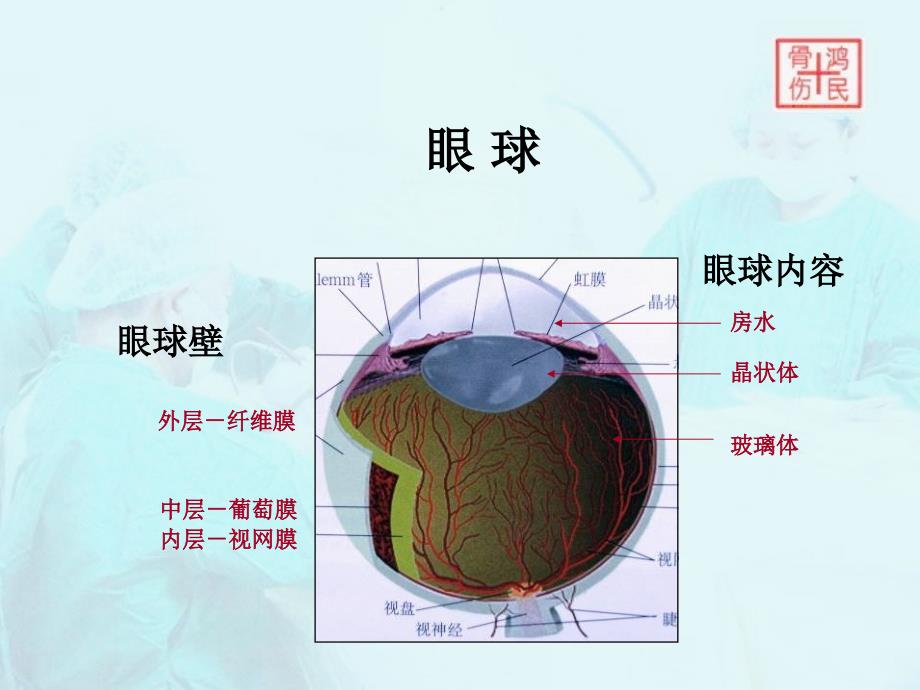 眼睛的解剖介绍_第3页