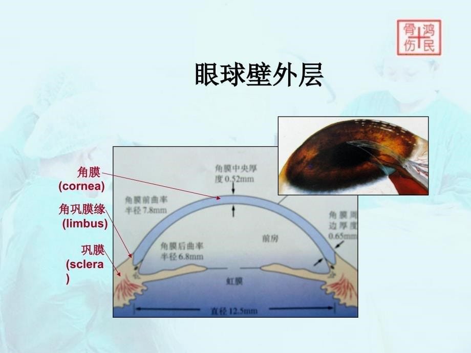 眼睛的解剖介绍_第5页