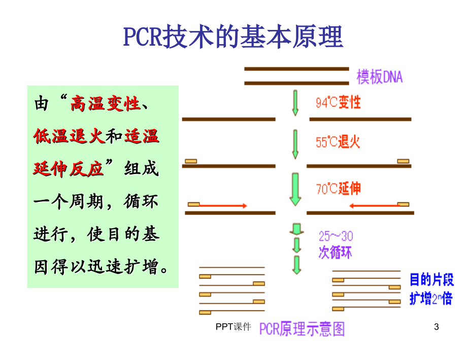 分子生物学PCR--课件_第3页