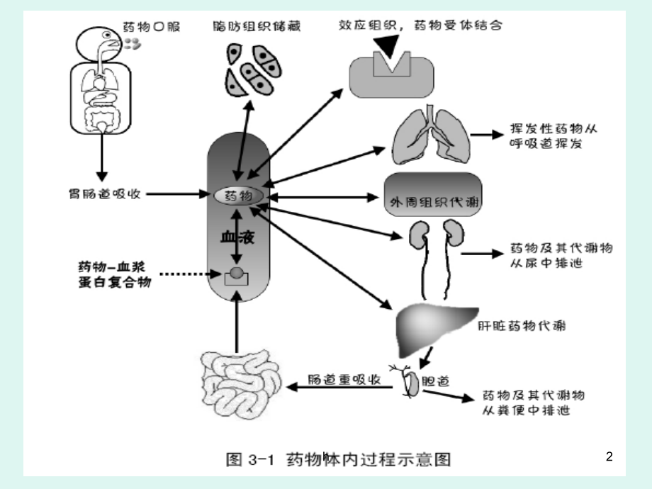 中药药物代谢动力学课件_第2页