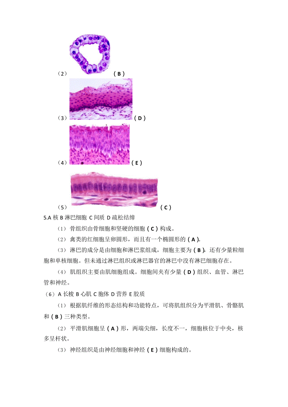 国开电大《家畜解剖》形考作业_第2页