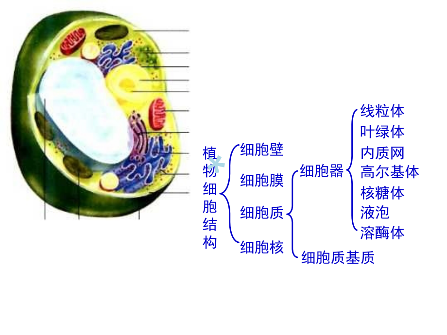 生物必修一细胞器课件_第4页