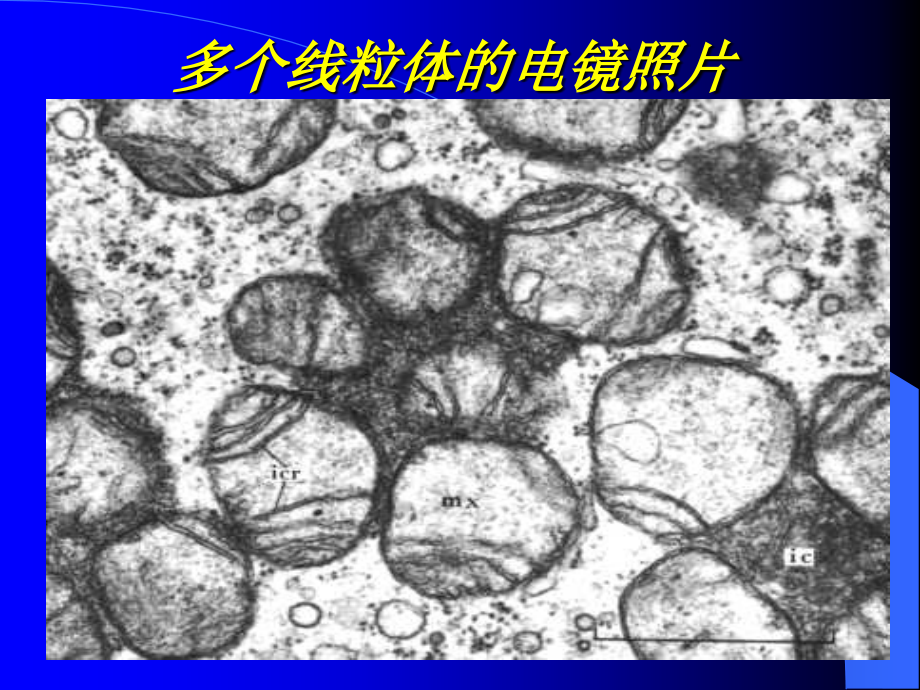 中医药大学细胞生物学课件第7章 线粒体_第5页