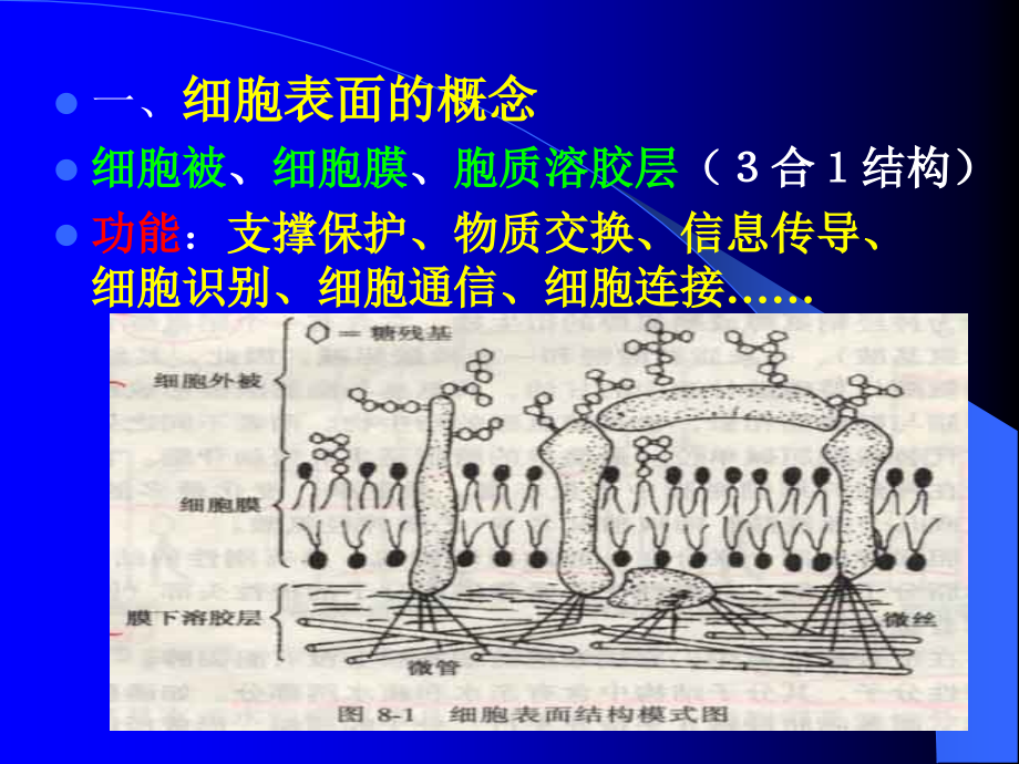 中医药大学细胞生物学课件第4章3节细胞膜功能_第2页