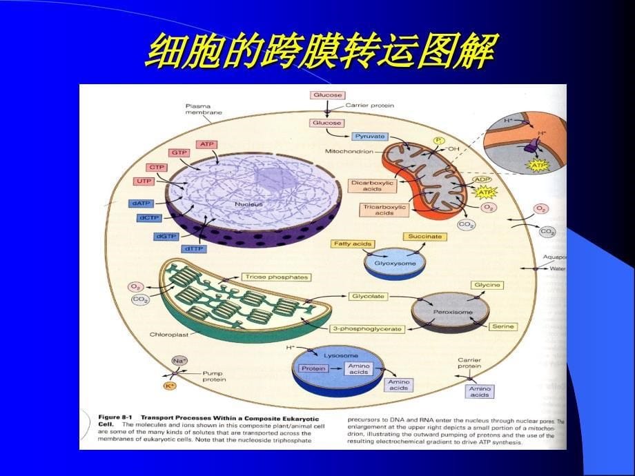 中医药大学细胞生物学课件第4章3节细胞膜功能_第5页