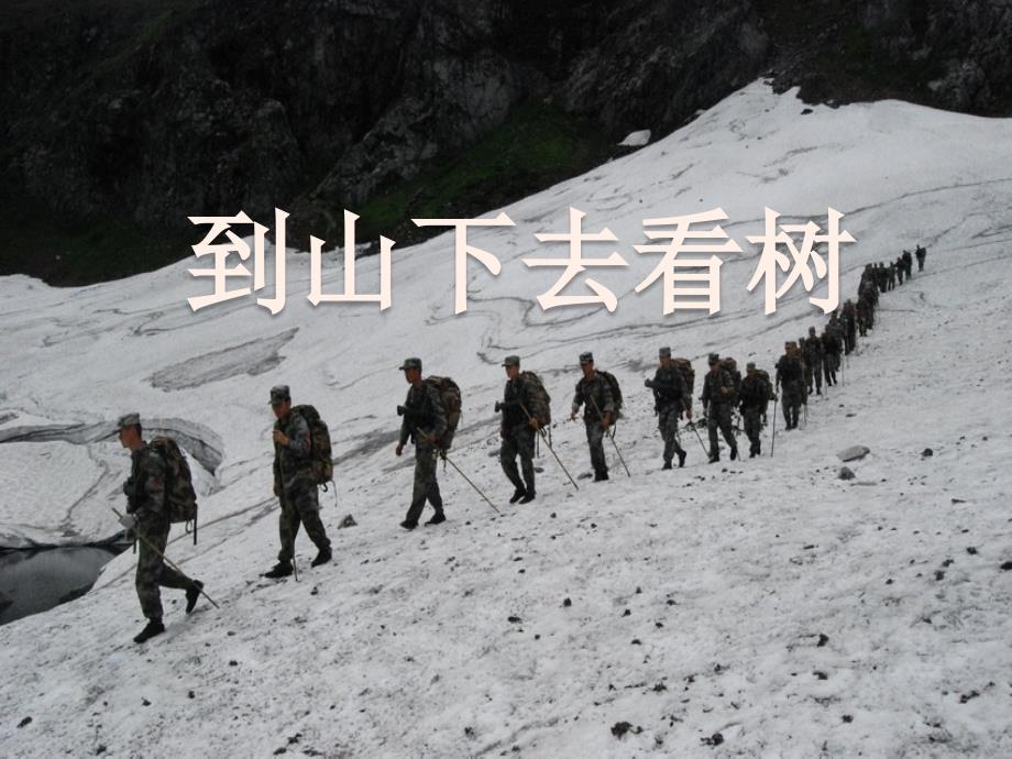 《到山下去看树》ppt课件2-优质公开课-西南师大五下_第1页