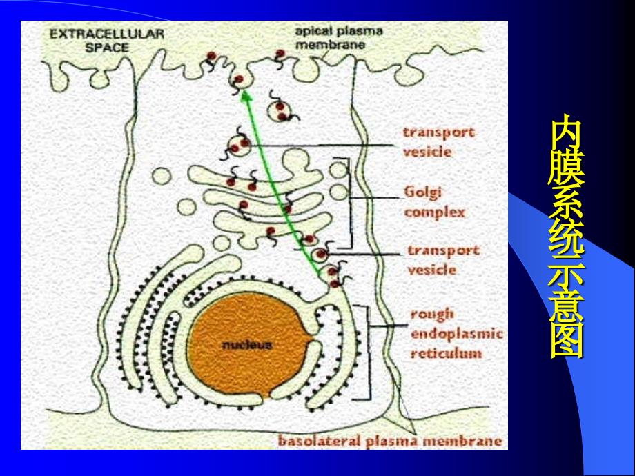 中医药大学细胞生物学课件第6章 细胞内膜系统_第4页