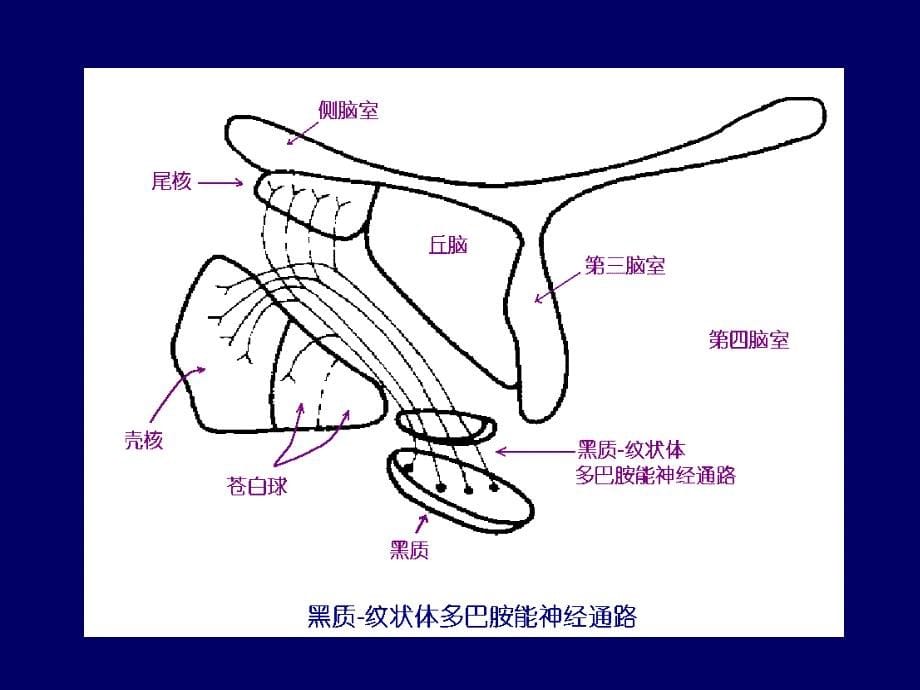 抗帕金森药课件专科_第5页