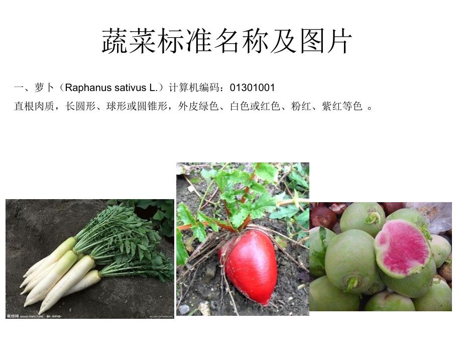蔬菜标准名称及PPT课件_第1页