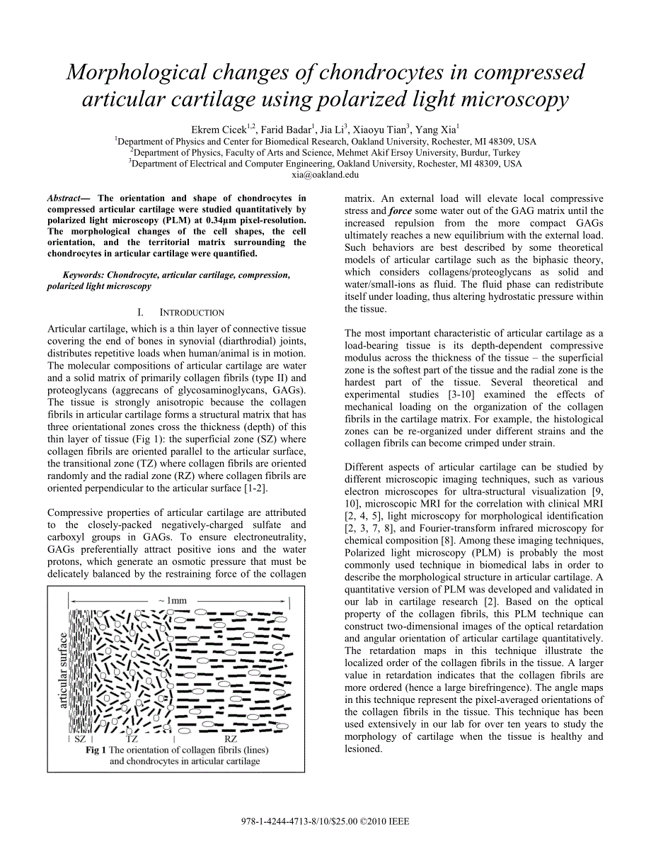 外文翻译-- Morphological changes of chondrocytes in compressed articular cartilage using polarized light microscopy_第1页