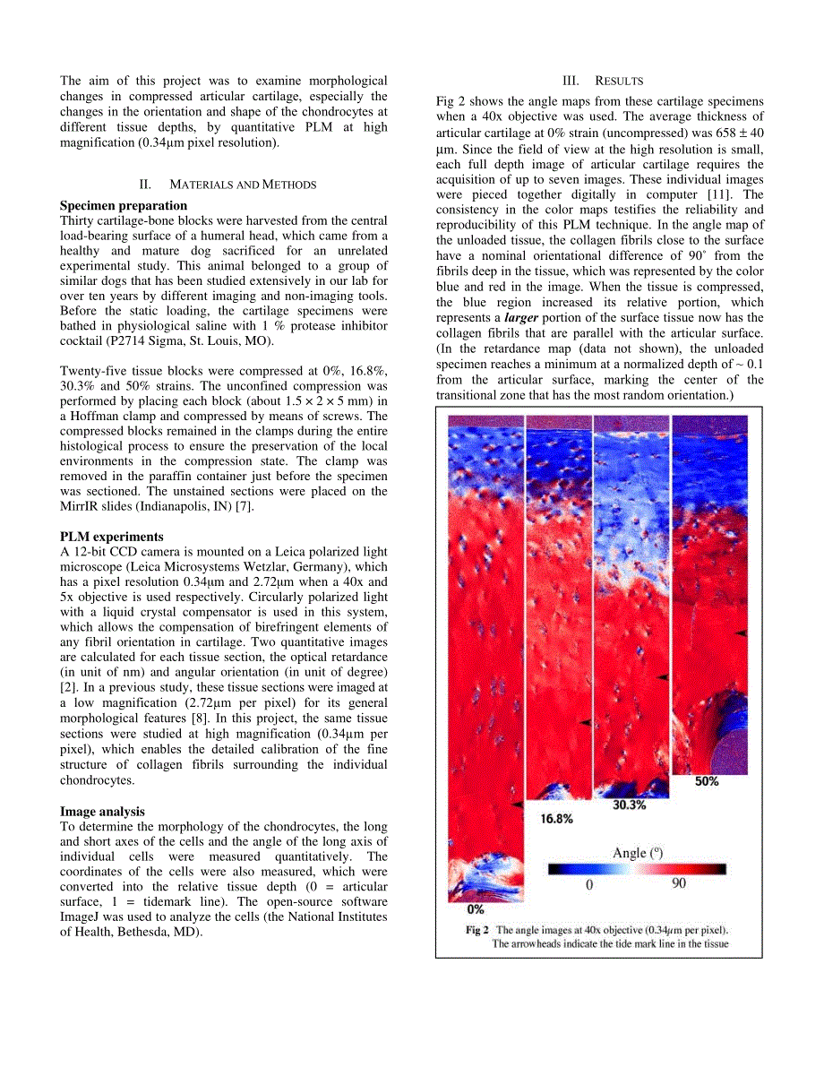 外文翻译-- Morphological changes of chondrocytes in compressed articular cartilage using polarized light microscopy_第2页