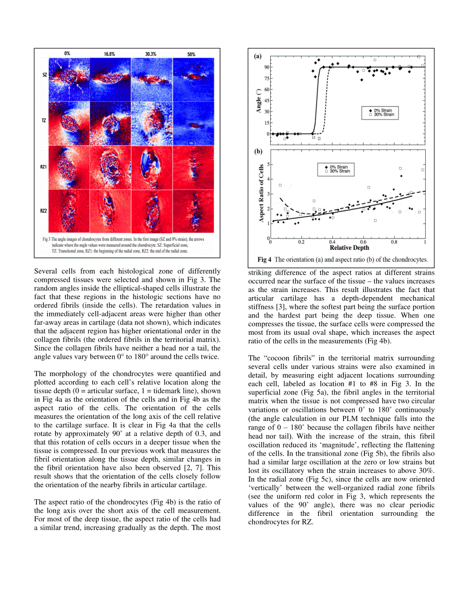 外文翻译-- Morphological changes of chondrocytes in compressed articular cartilage using polarized light microscopy_第3页