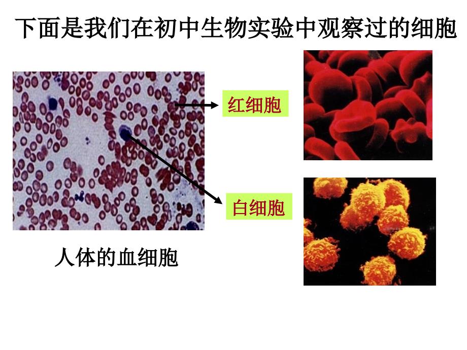 12细胞的多样性和统一性_第1页