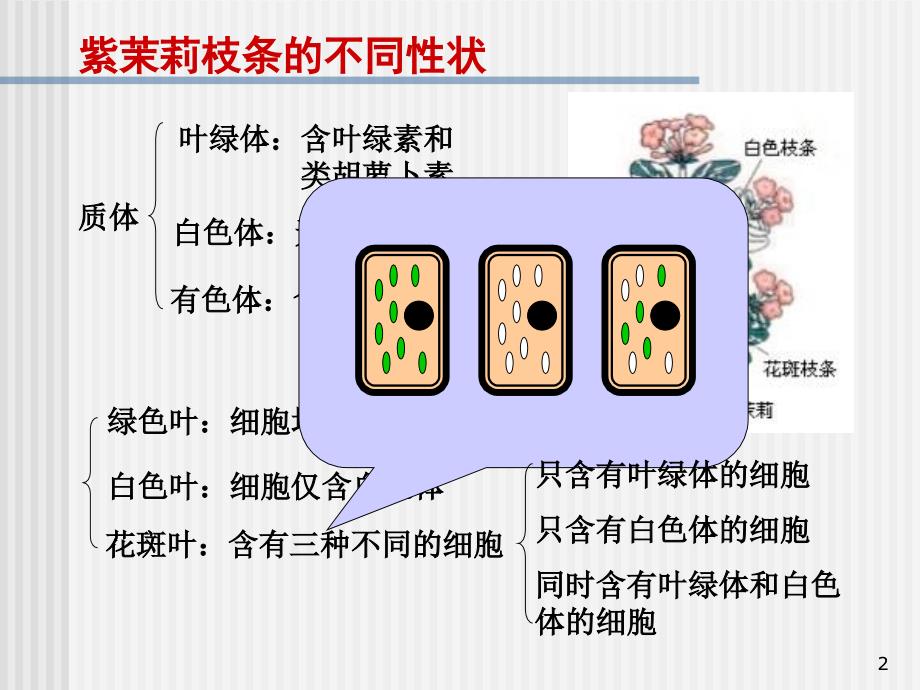 细胞质遗传PPT优秀课件_第2页