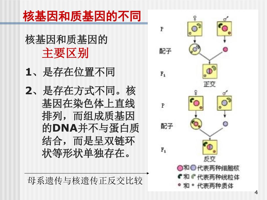 细胞质遗传PPT优秀课件_第4页