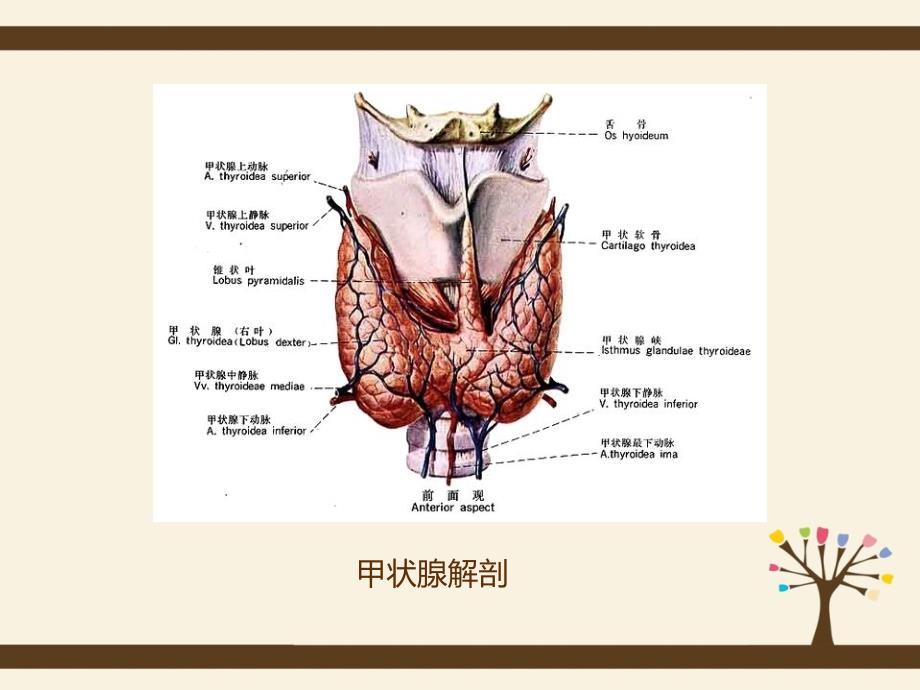 甲状腺癌的护理查房精品ppt_第3页