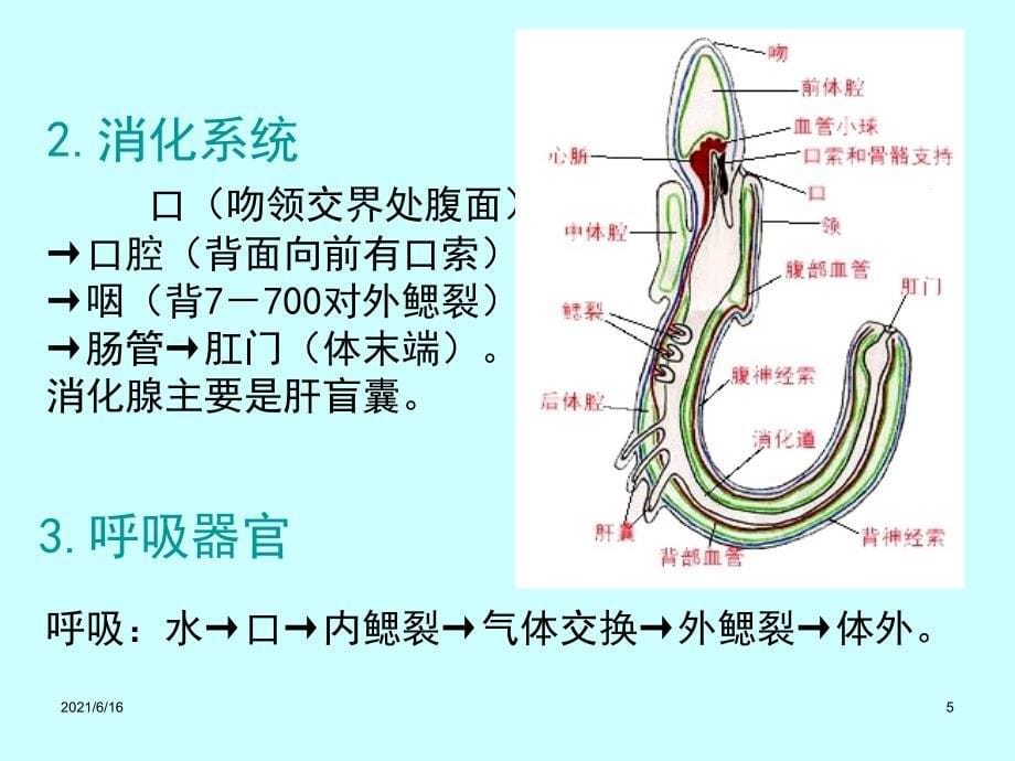 动物的类群--半索动物_第5页