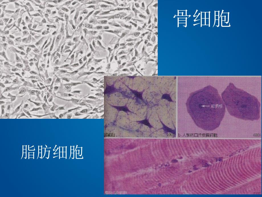 我们的身体与细胞ppt课件_第4页