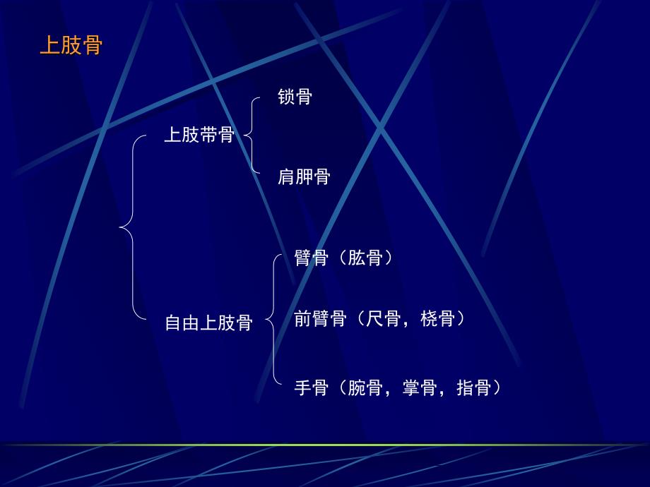 《运动解剖学》教学课件：上肢骨3_第2页