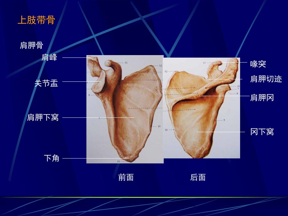 《运动解剖学》教学课件：上肢骨3_第4页