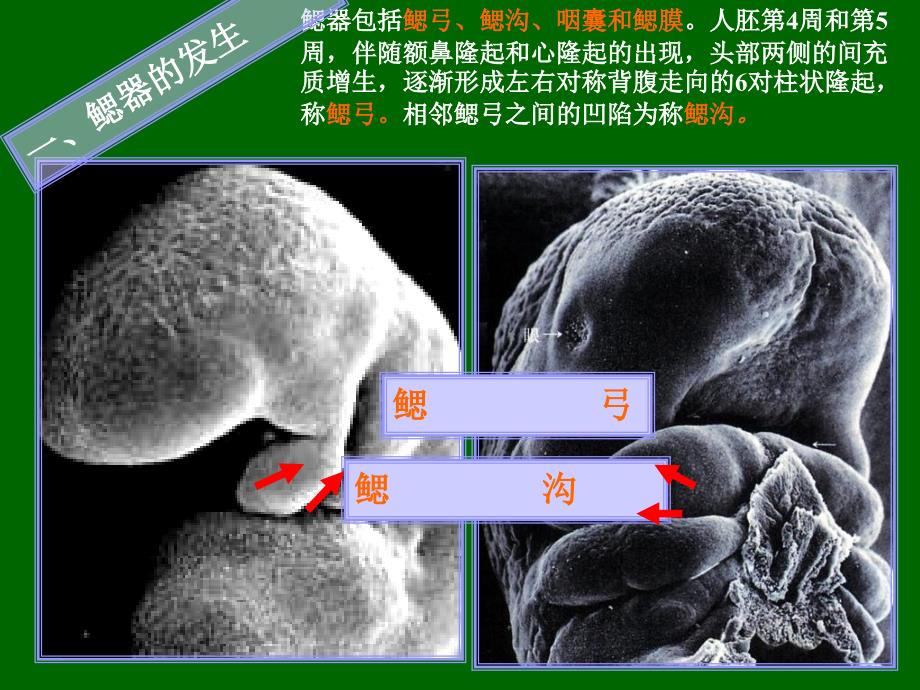 《颜面消化呼吸》PPT课件_第3页