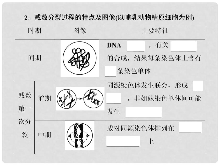 高考生物一轮复习 第四单元 细胞的生命历程 第12讲 减数分裂和受精作用课件 新人教版_第4页