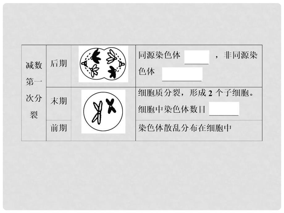 高考生物一轮复习 第四单元 细胞的生命历程 第12讲 减数分裂和受精作用课件 新人教版_第5页