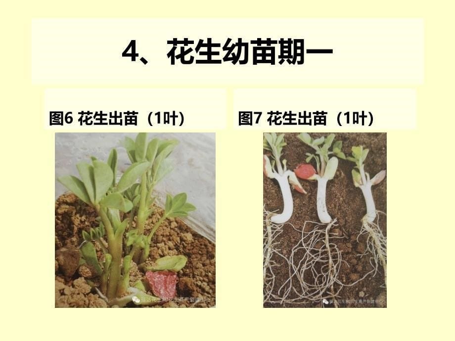 花生生长全过程图谱_第5页