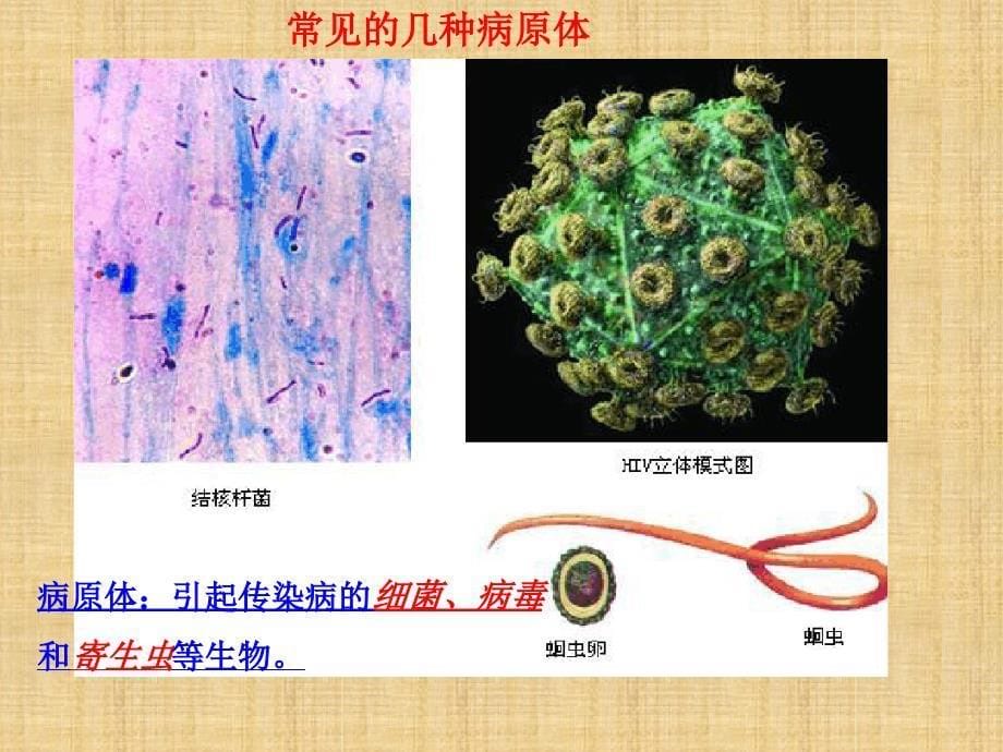 初中七年级生物下册511传染病及其预防名师优质课件鲁科版五四制_第5页