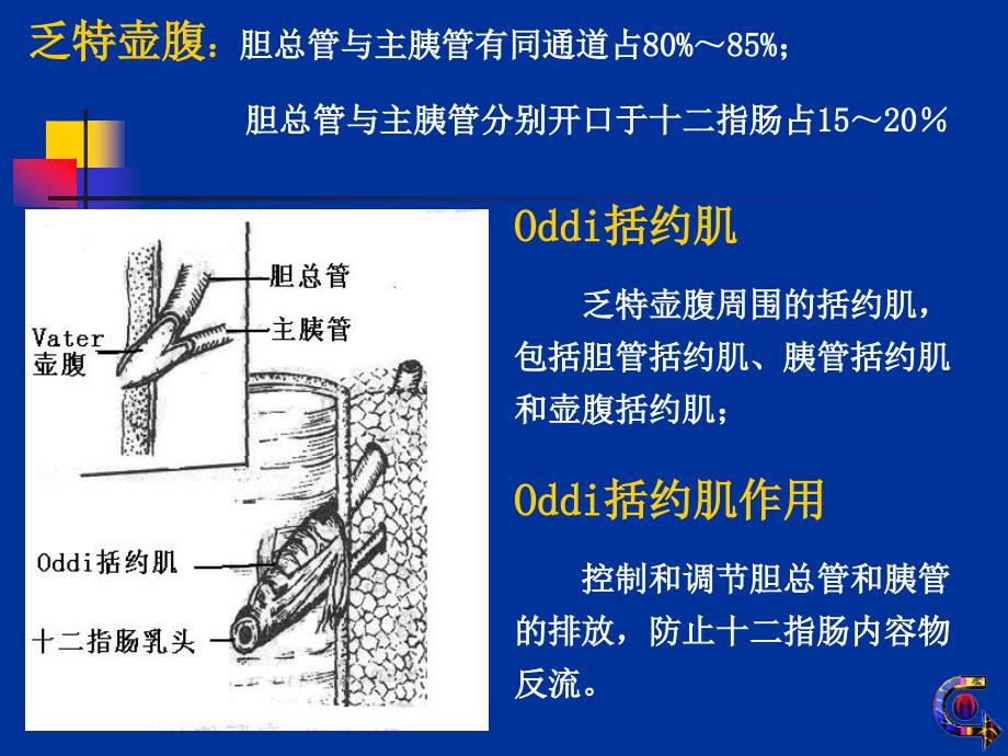 《胆道疾病病人的护理》_第4页