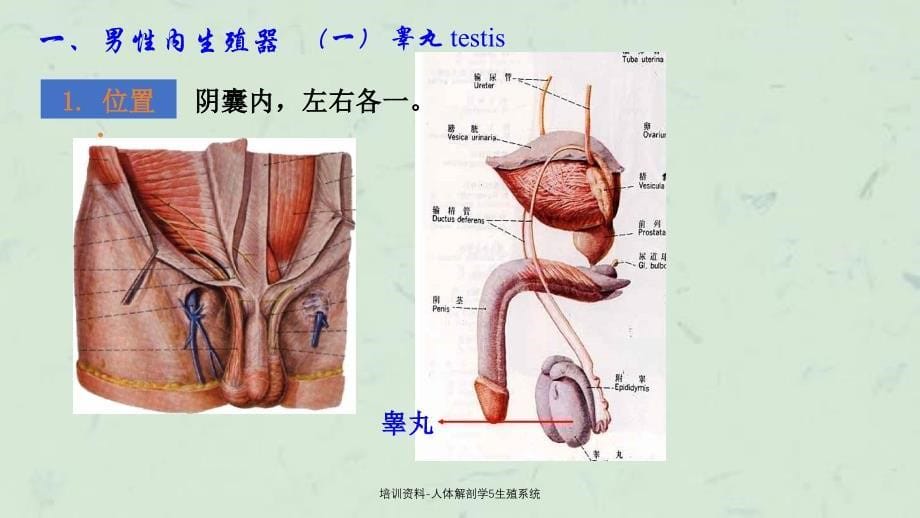 人体解剖学5生殖系统_第5页