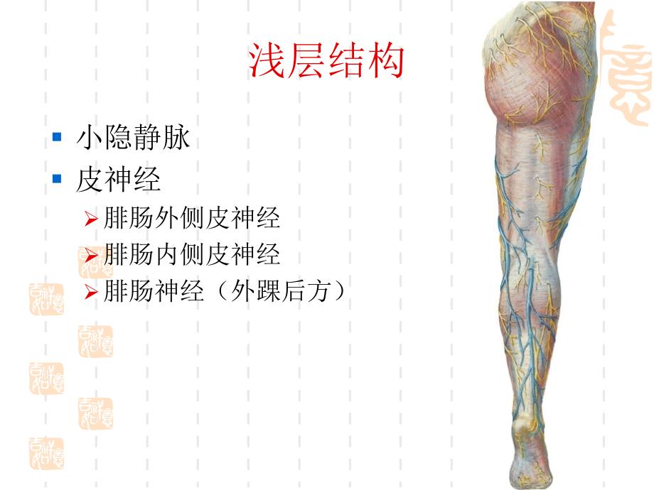 《局部解剖学》教学课件：J11小腿后区及踝后区_第2页